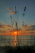 Reeds at Sunset