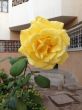 Yellow rose