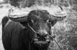 Black and white photo of a Asian Water Buffalo in the rain.