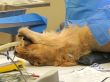 Lioness Surgery