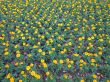 Dwarf French marigolds