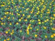 Dwarf French marigolds