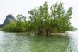 Avicennia officinalis is a species of mangrove