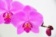 Beautiful orchid