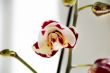 Beautiful orchid