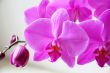 Beautiful orchid
