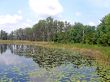 Lily pads and Trees