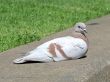 Brown and White Pigeon