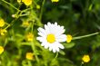 Daisywheel