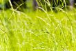 Green grass texture
