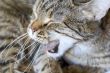 Yawning cat
