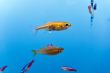 Aquarium fish