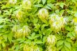 Green grass texture