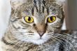Cat portrait with yellow eyes 