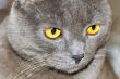 Cat portrait with yellow eyes 