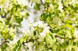 Green branch with white apple flowers