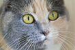 Color cat with yellow eyes 