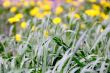 Green grass texture