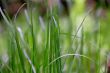 Green grass texture