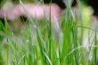 Green grass texture