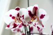 Beautiful orchid