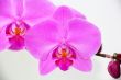 Beautiful orchid