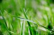 Green grass texture