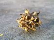 Close Up of Dried Flower Husk on Concrete