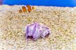 Clown fish