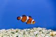 Clown fish