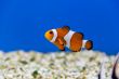 Clown fish