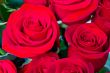 Red roses