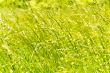 Green grass texture