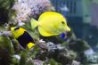 Angel fish and zebrasoma in aquarium