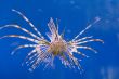Pterois volitans