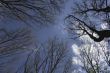 The trees against the sky