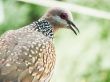 common indian dove