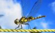 dragonfly plastic rope sky backgroundn