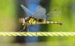 Dragonfly closeup