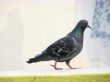 PIGEON PORTRAIT WALKING ON A SUNNY MIDDAY SUN