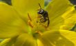 Wasp on yellow flower