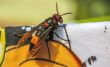  Giant wasp on cloth 