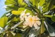 Close up of white frangipani or plumeria flowers