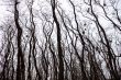 Silhouettes of bare trees with mistletoes