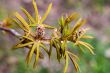 Chestnut flower buds