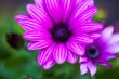 Purple flower of osteospermum