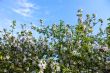 Blooming branches of the apple tree against 