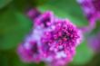 Flowers of Lilac