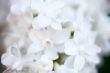 Closeup of white Lilac flowers