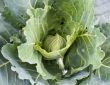 Fresh young green cabbage head close up